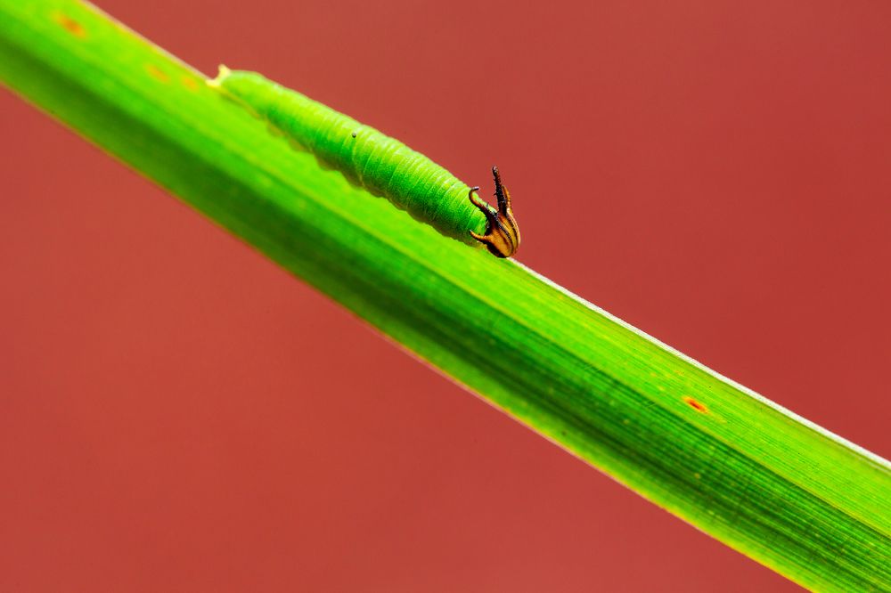 Tailed Emperor