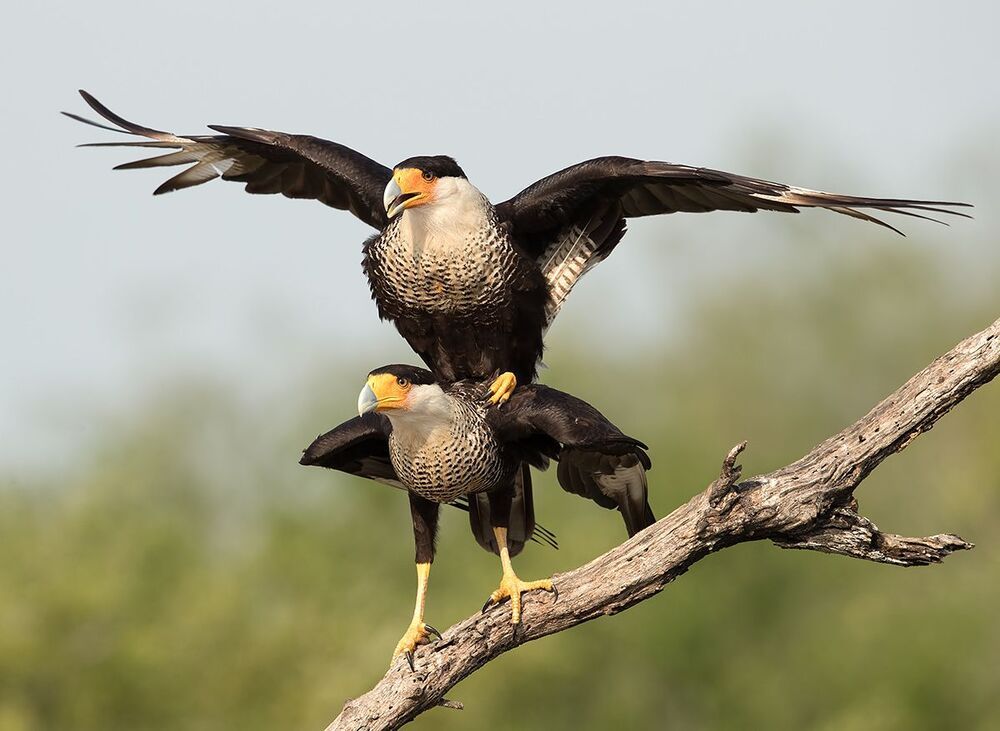 Каракара -Caracara couple mating