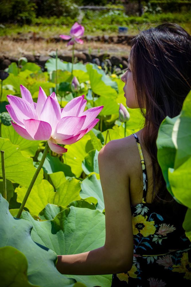 lotus