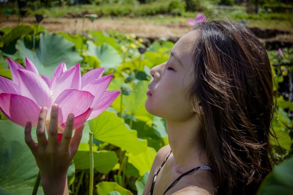 lotus
