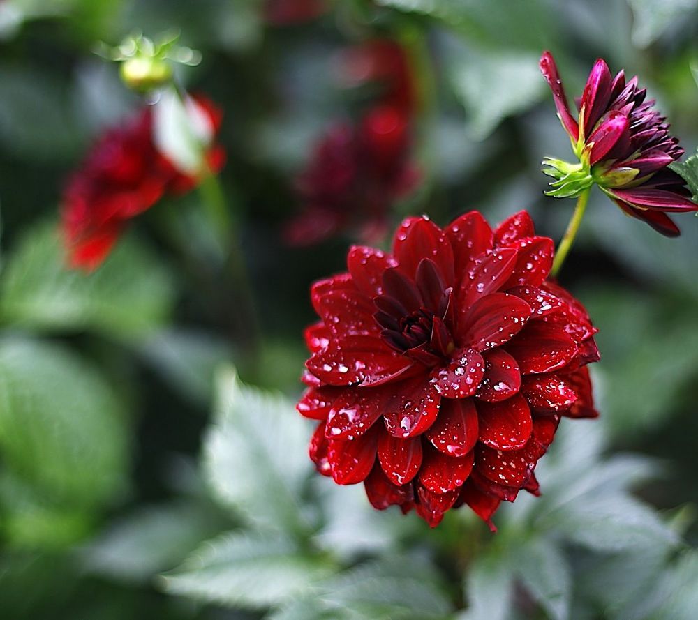 Dahlia