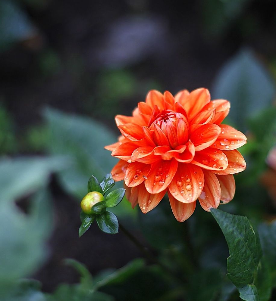 Dahlia