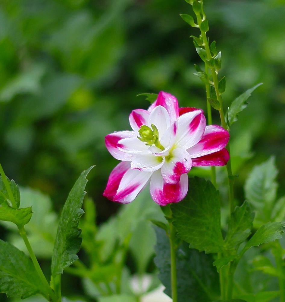 Dahlia