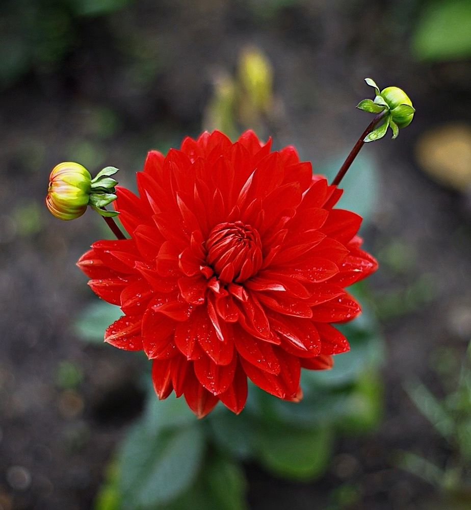 Dahlia