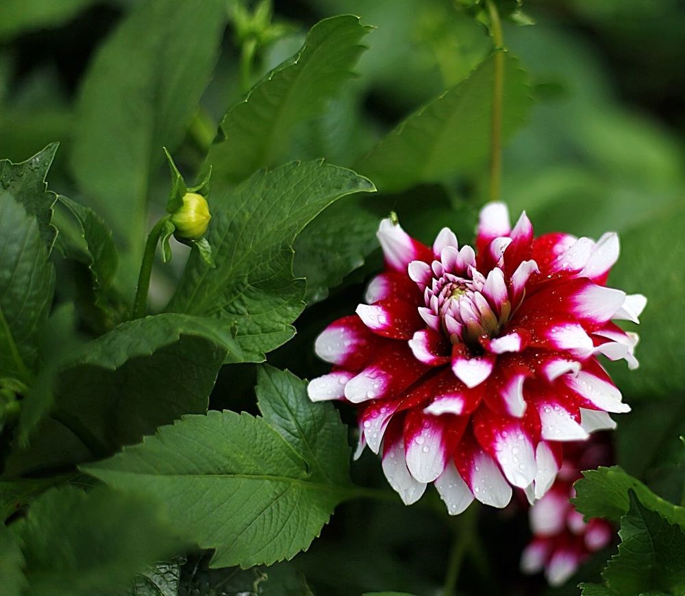 Dahlia