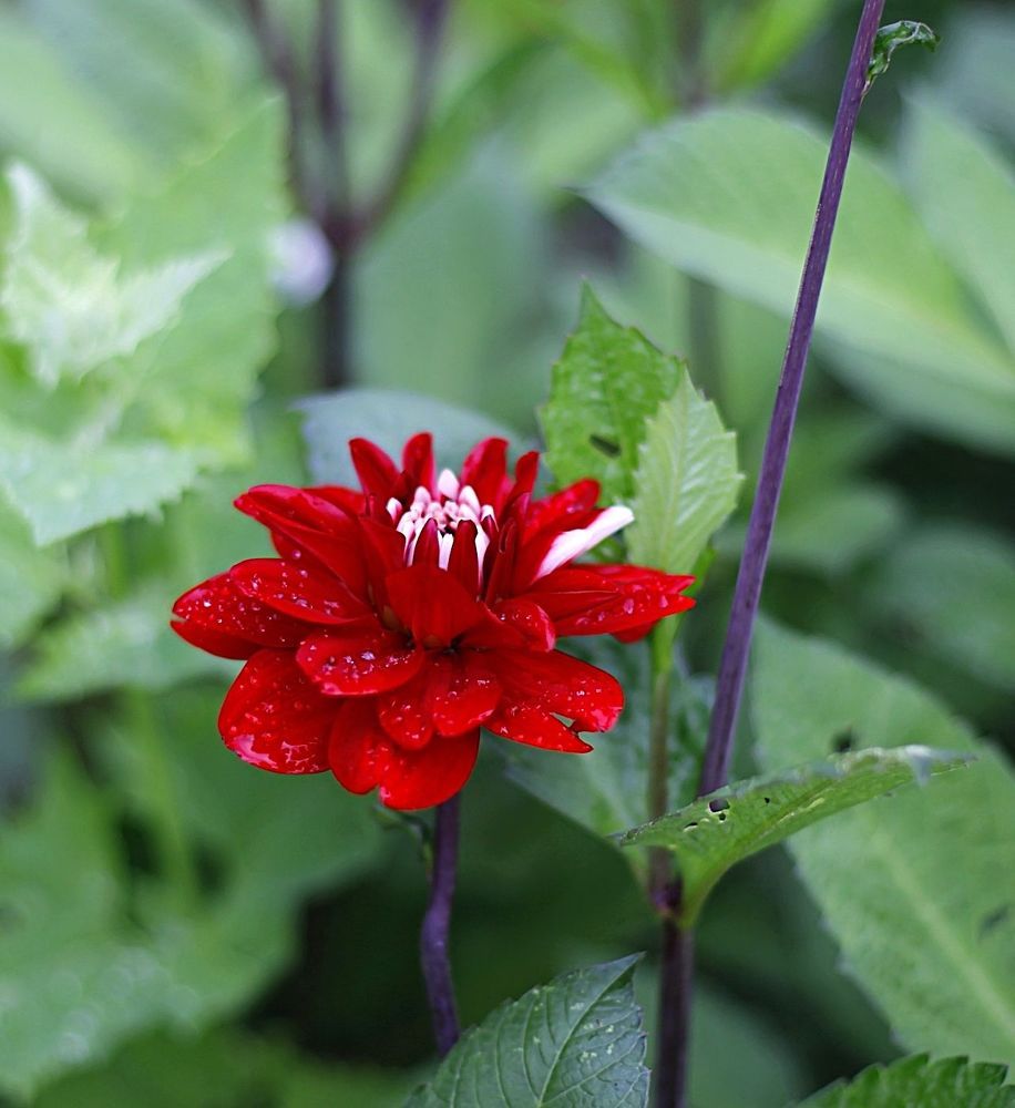 Dahlia