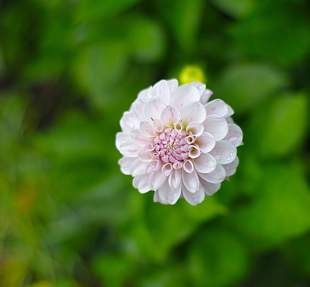 Dahlia