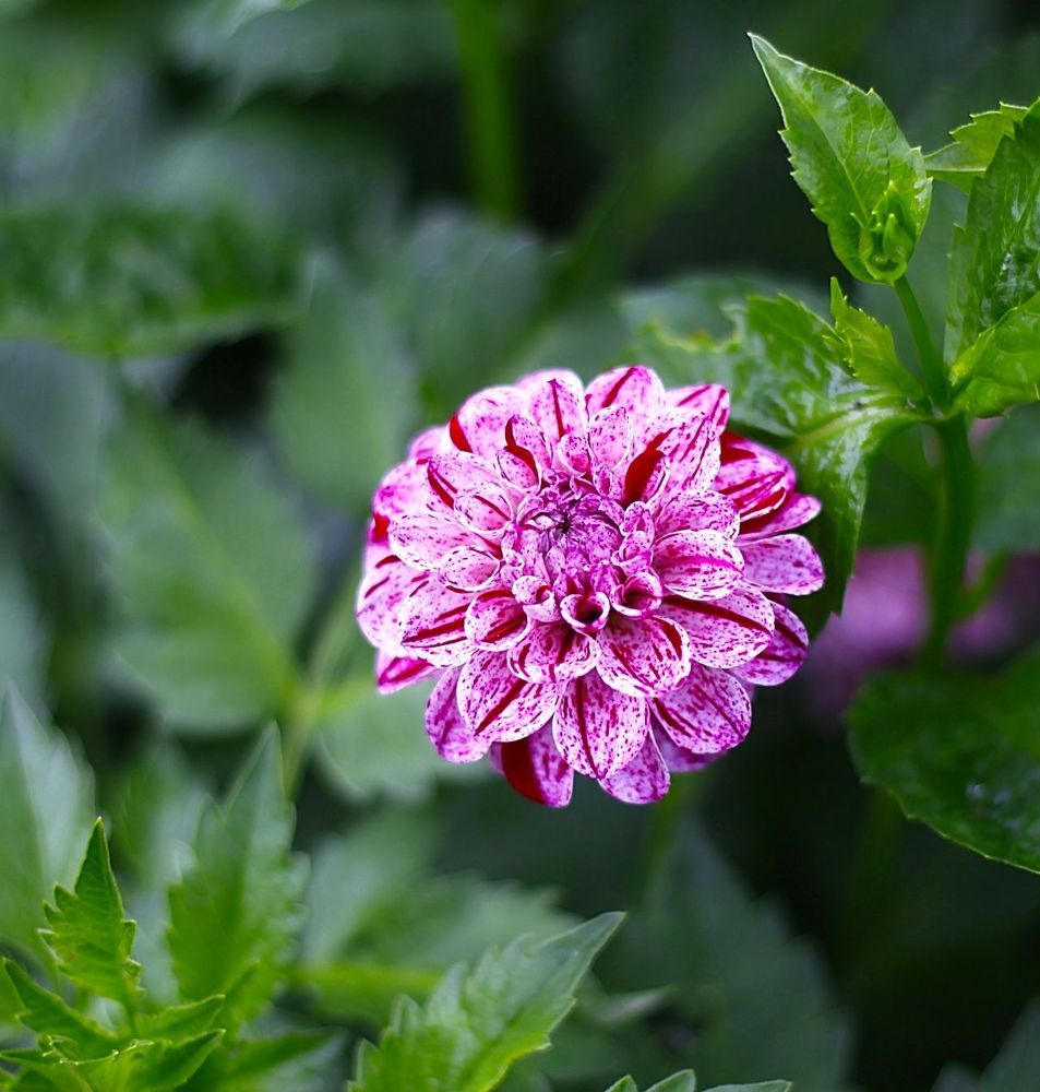 Dahlia