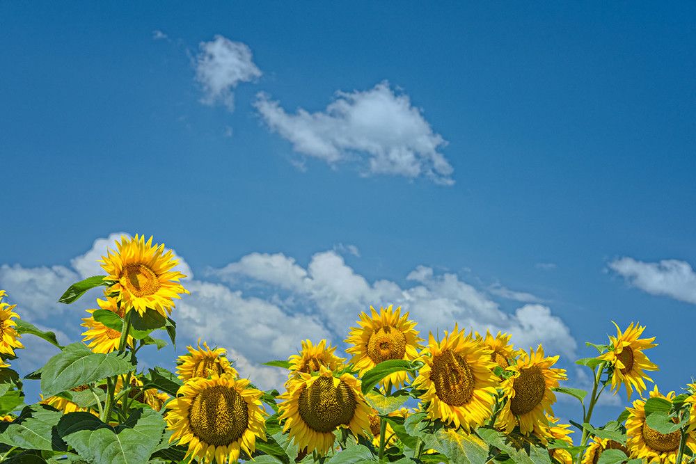 Sun Trackers