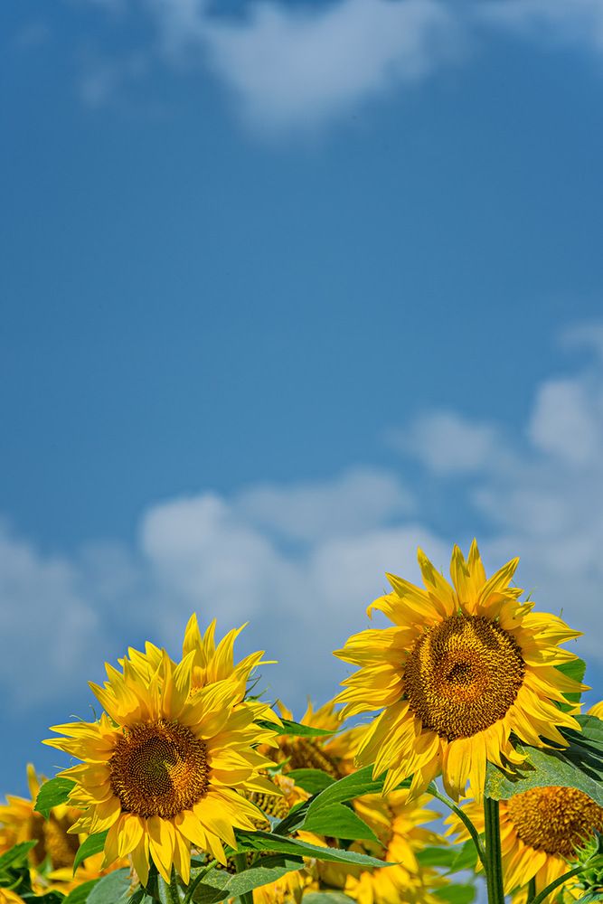 Sun Trackers
