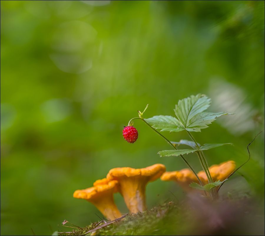 С лисичками)
