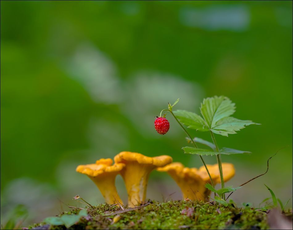 С лисичками)