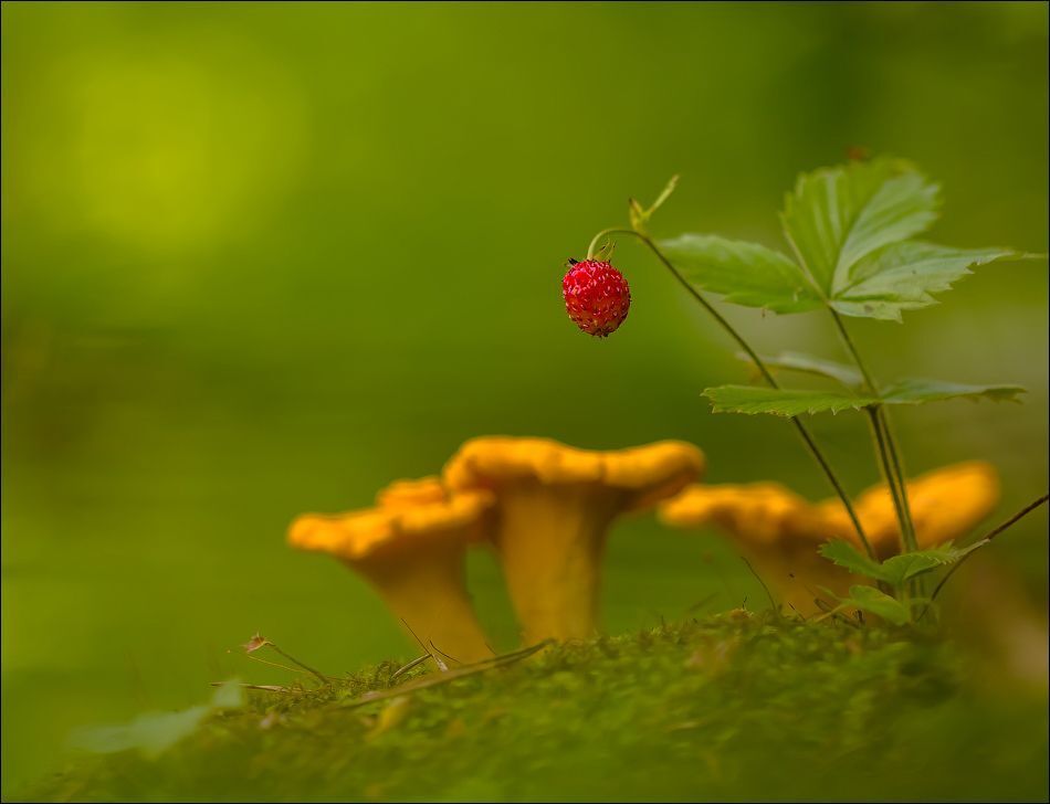 С лисичками)