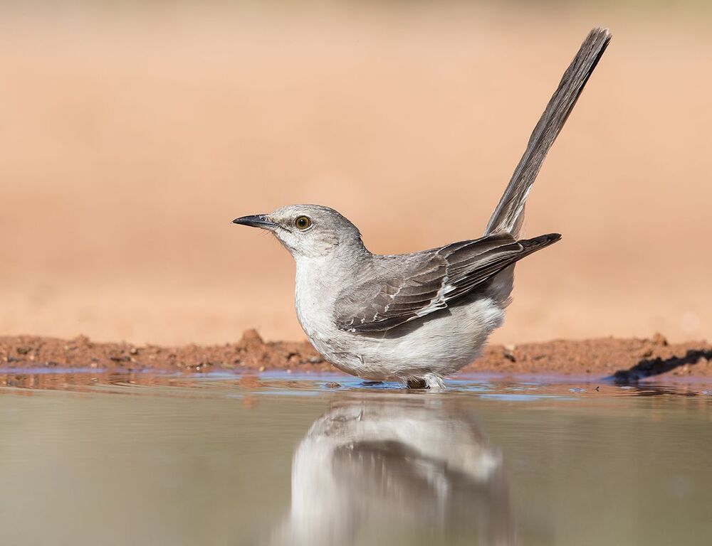 Многоголосый пересмешник  на водопое - Northern Mockingbird