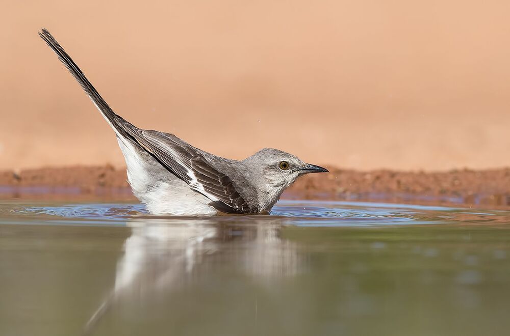 Многоголосый пересмешник  на водопое - Northern Mockingbird