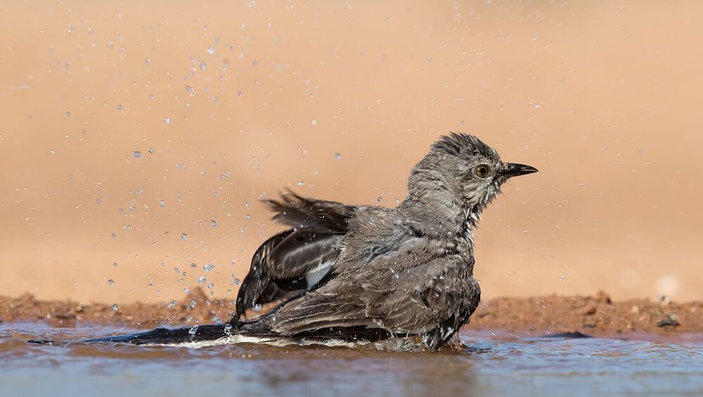 Многоголосый пересмешник  на водопое - Northern Mockingbird