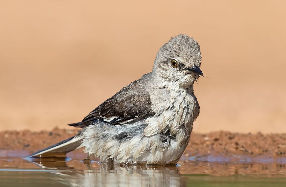Многоголосый пересмешник  на водопое - Northern Mockingbird