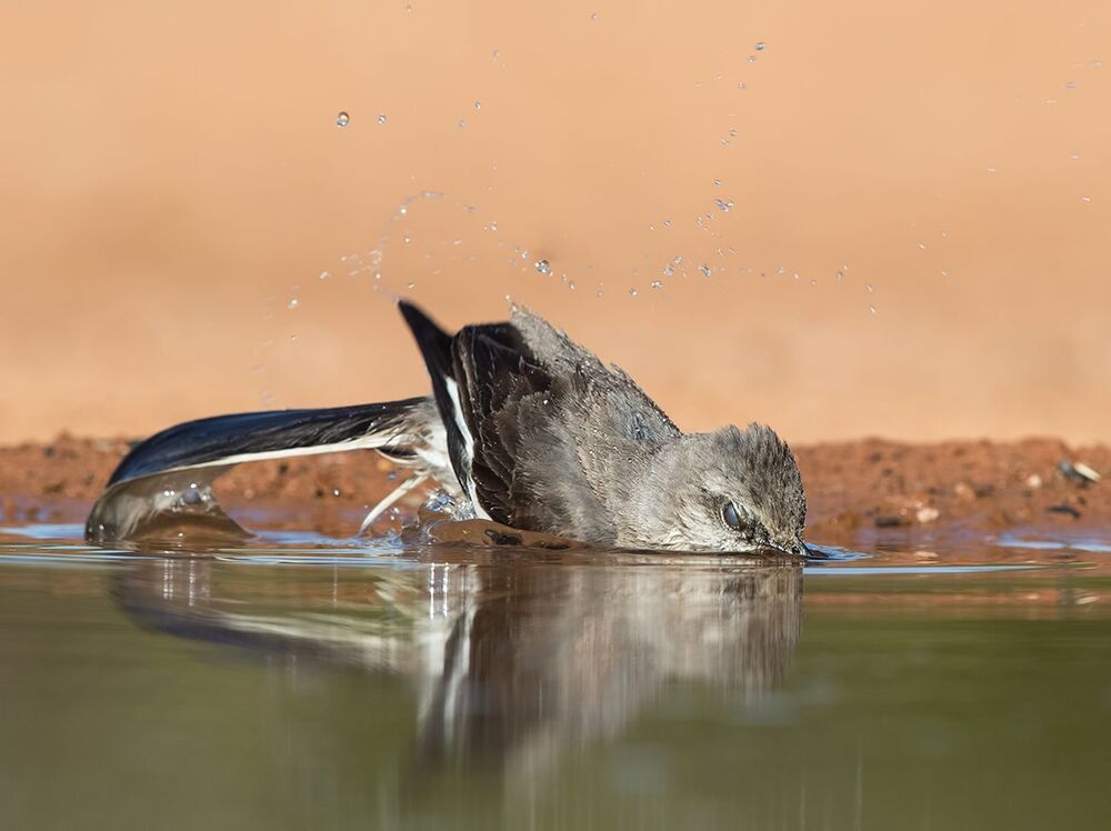 Многоголосый пересмешник  на водопое - Northern Mockingbird