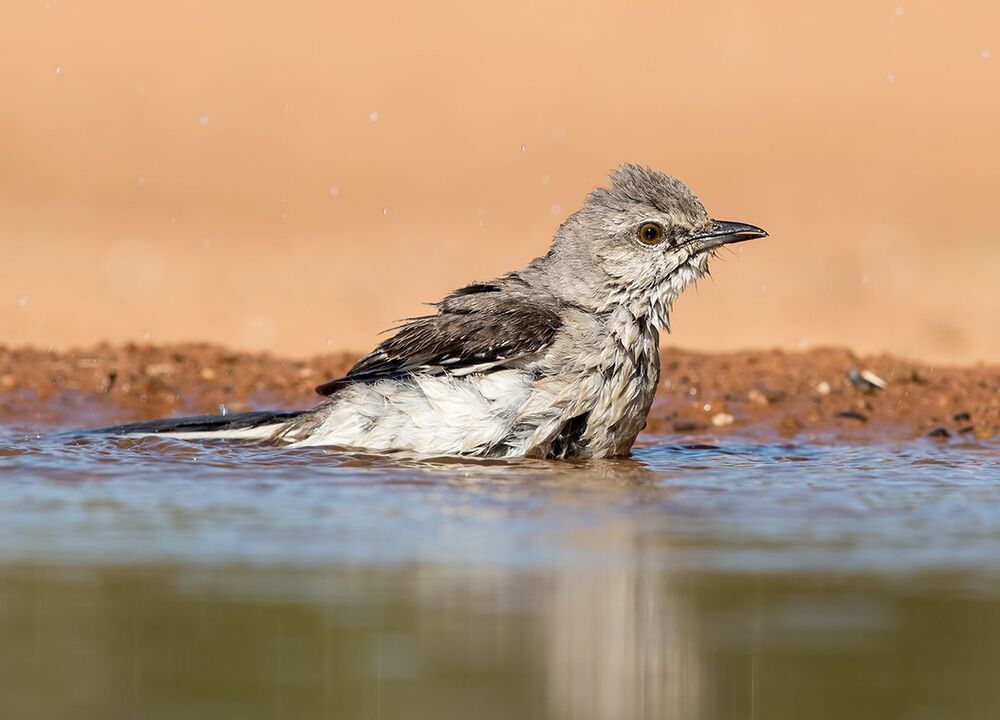 Многоголосый пересмешник  на водопое - Northern Mockingbird