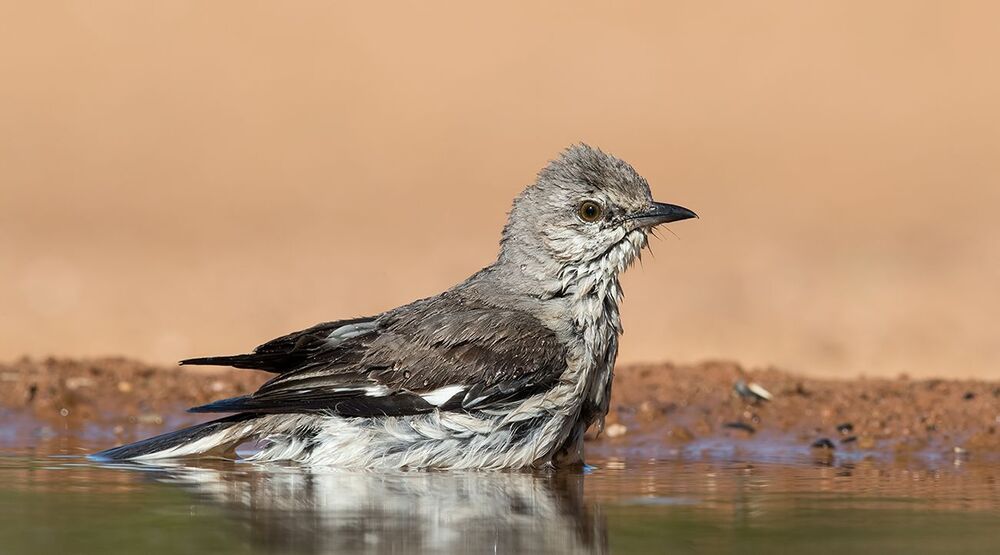 Многоголосый пересмешник  на водопое - Northern Mockingbird