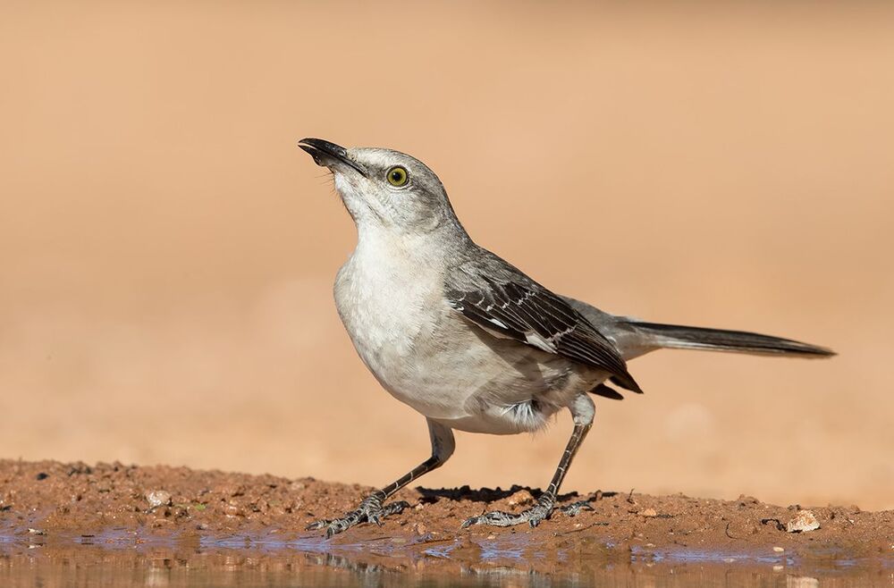 Многоголосый пересмешник  на водопое - Northern Mockingbird
