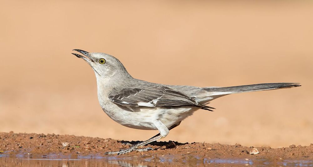 Многоголосый пересмешник  на водопое - Northern Mockingbird
