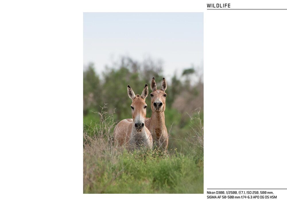 Photo 1134443