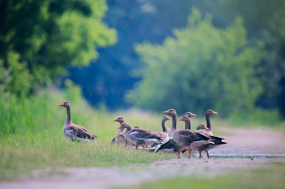 Greylag's clan