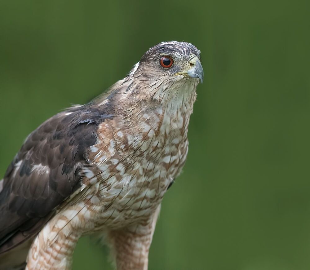 Ястреб купера - Cooper's hawk (Juvenile)
