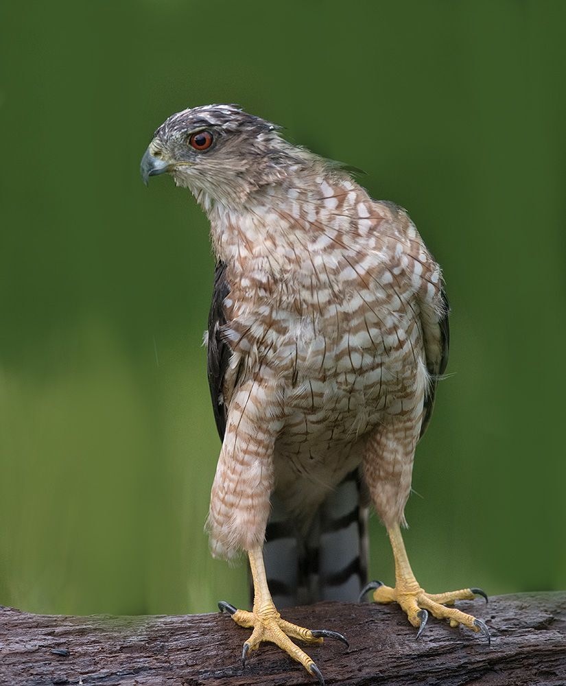 Ястреб купера - Cooper's hawk (Juvenile)