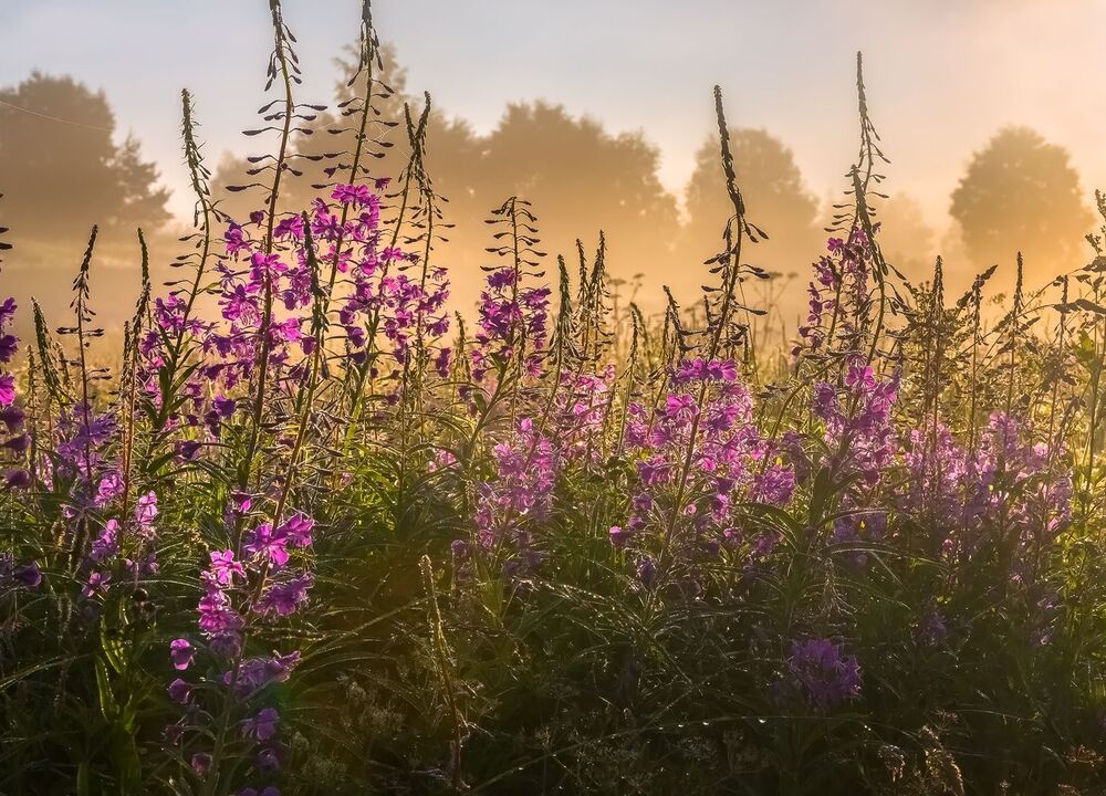 Мечта художника, или цветущие луга.