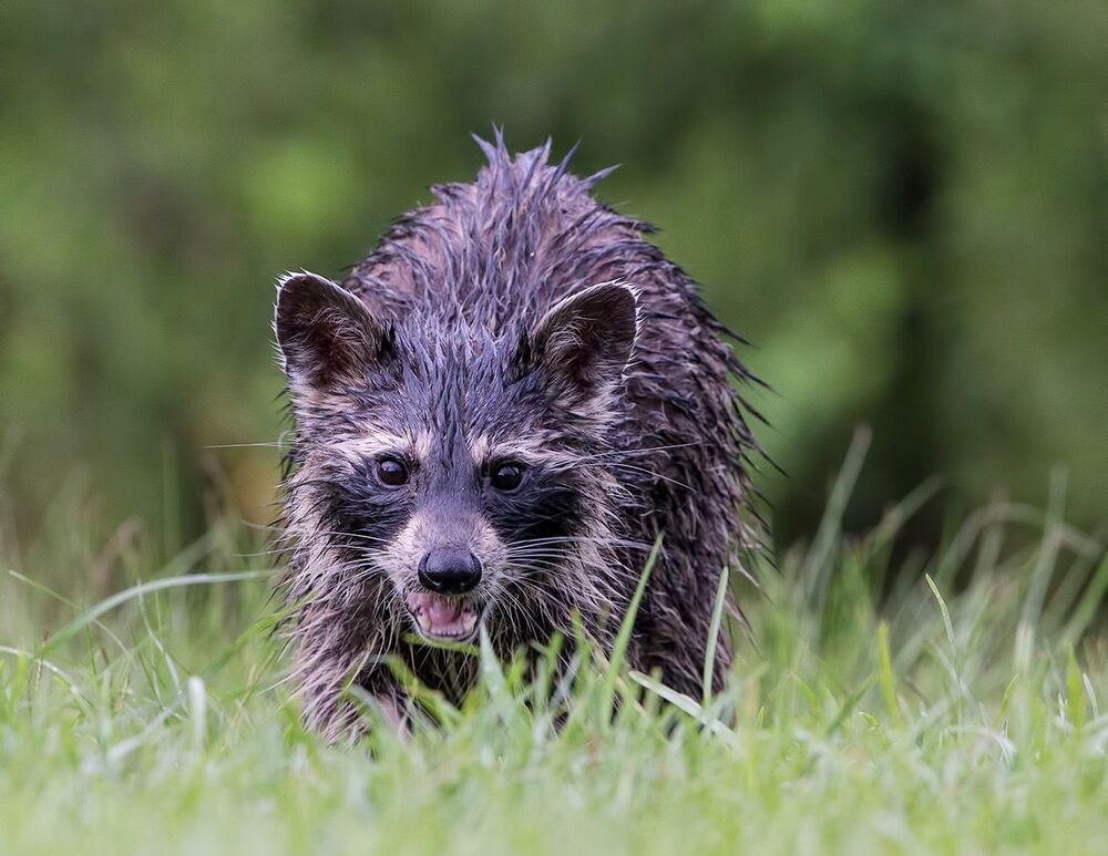Енот-полоскун после дождя - Wet Raccoon