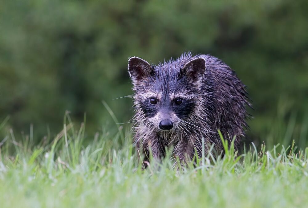 Енот-полоскун после дождя - Wet Raccoon