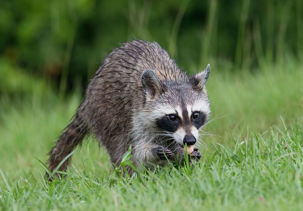 Енот-полоскун после дождя - Wet Raccoon
