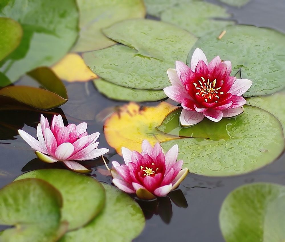 Water Lily