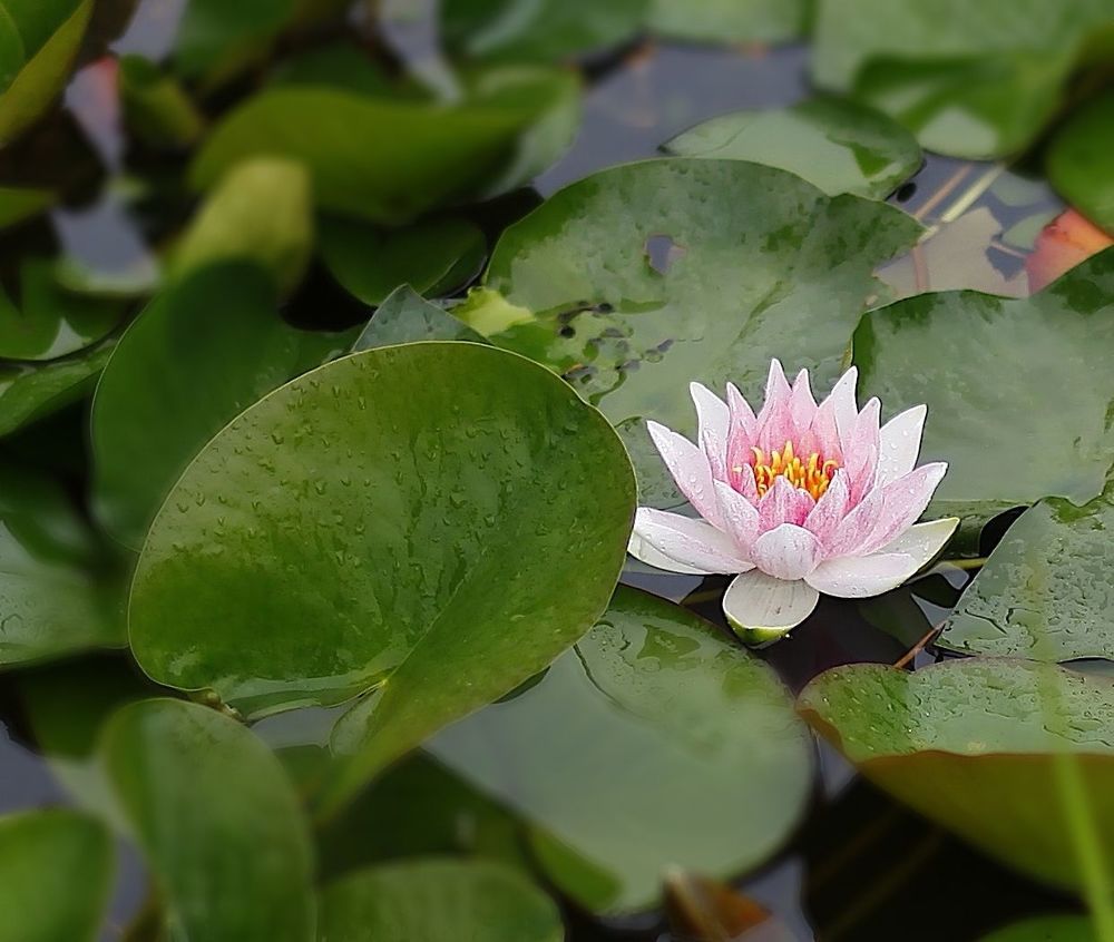 Water Lily
