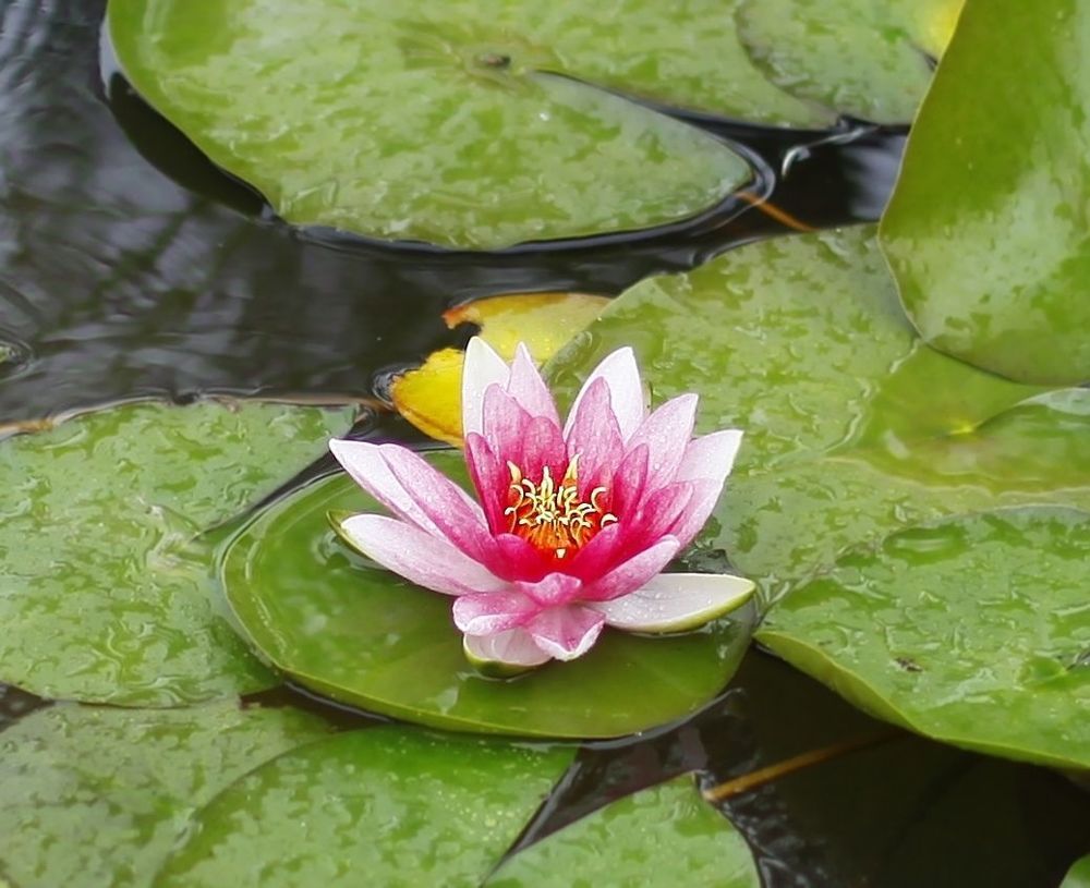 Water Lily