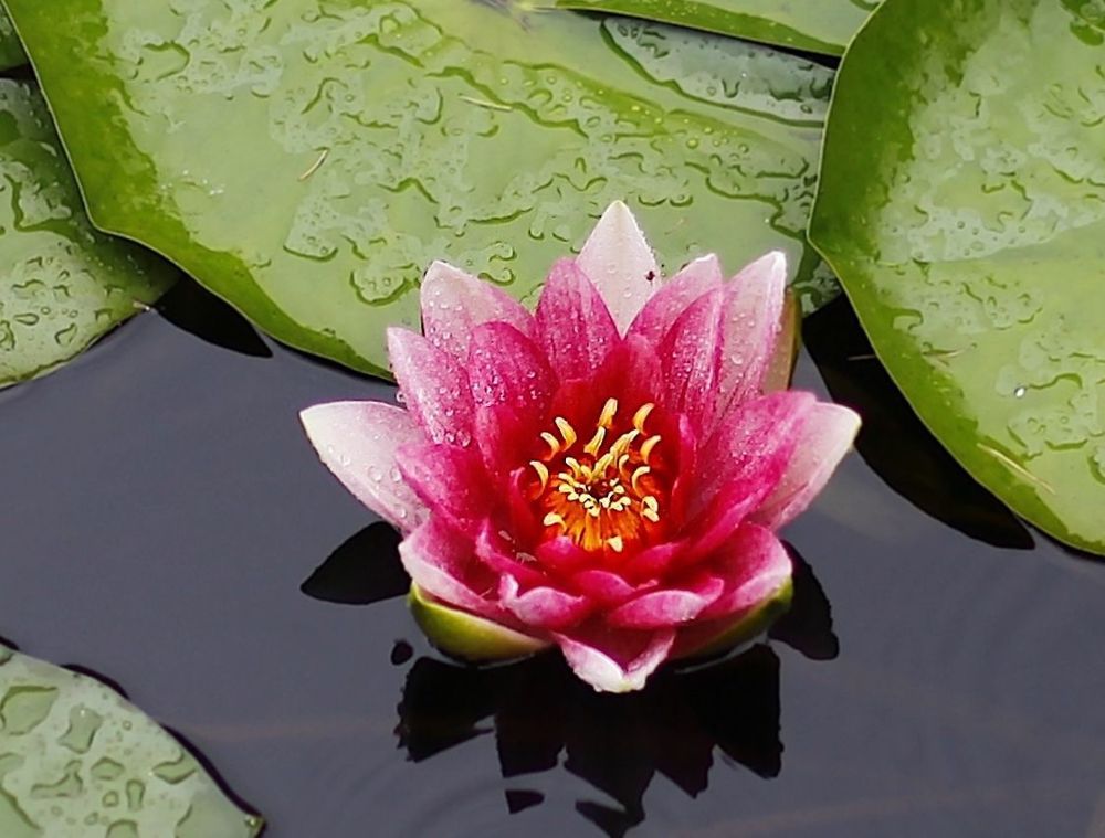 Water Lily