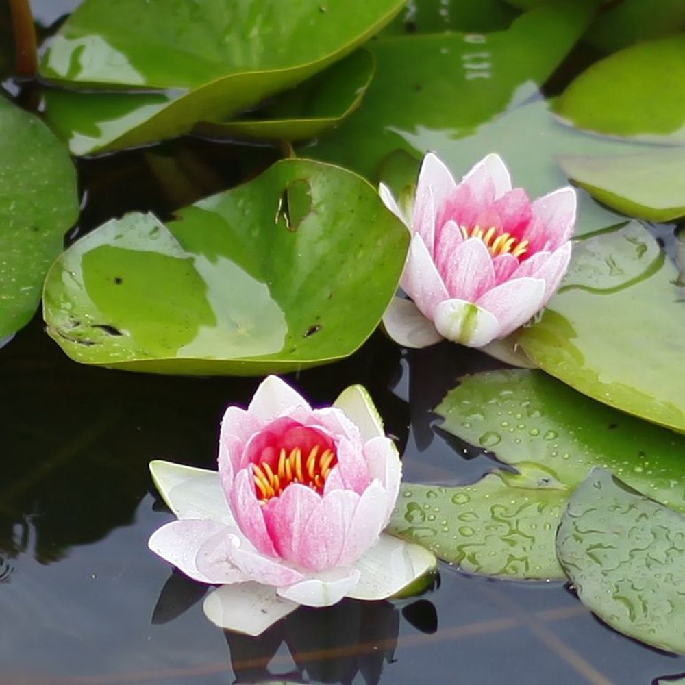 Water Lily