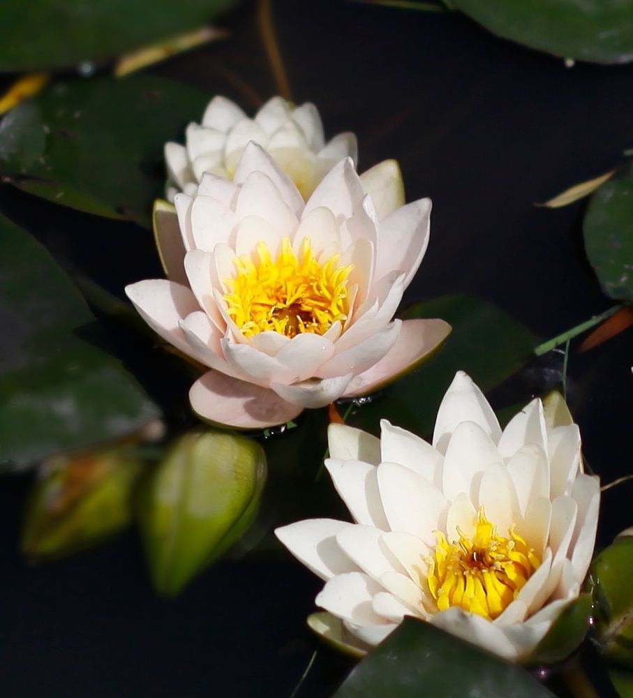 Water Lily