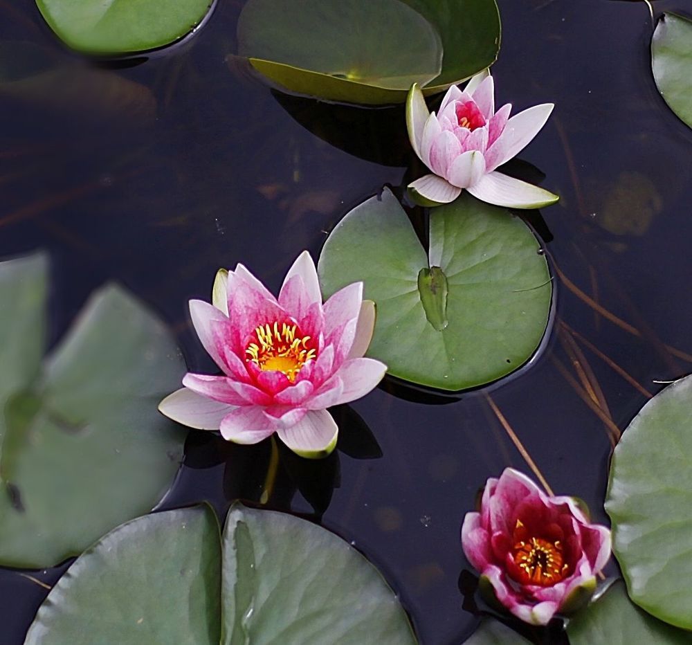 Water Lily