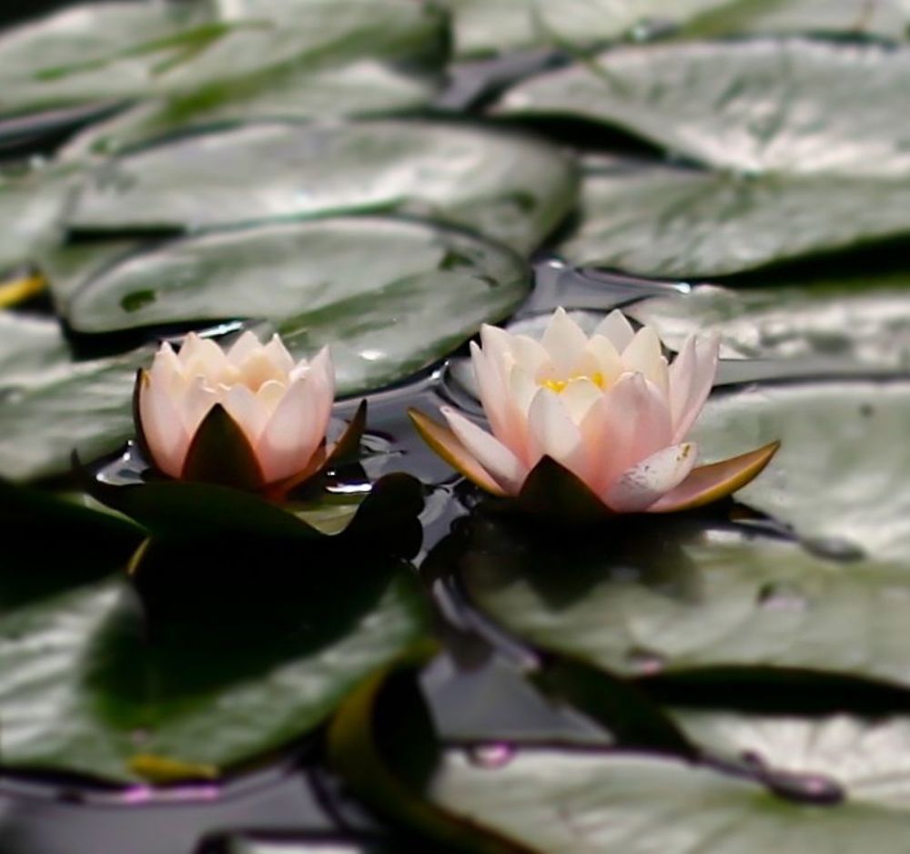 Water Lily