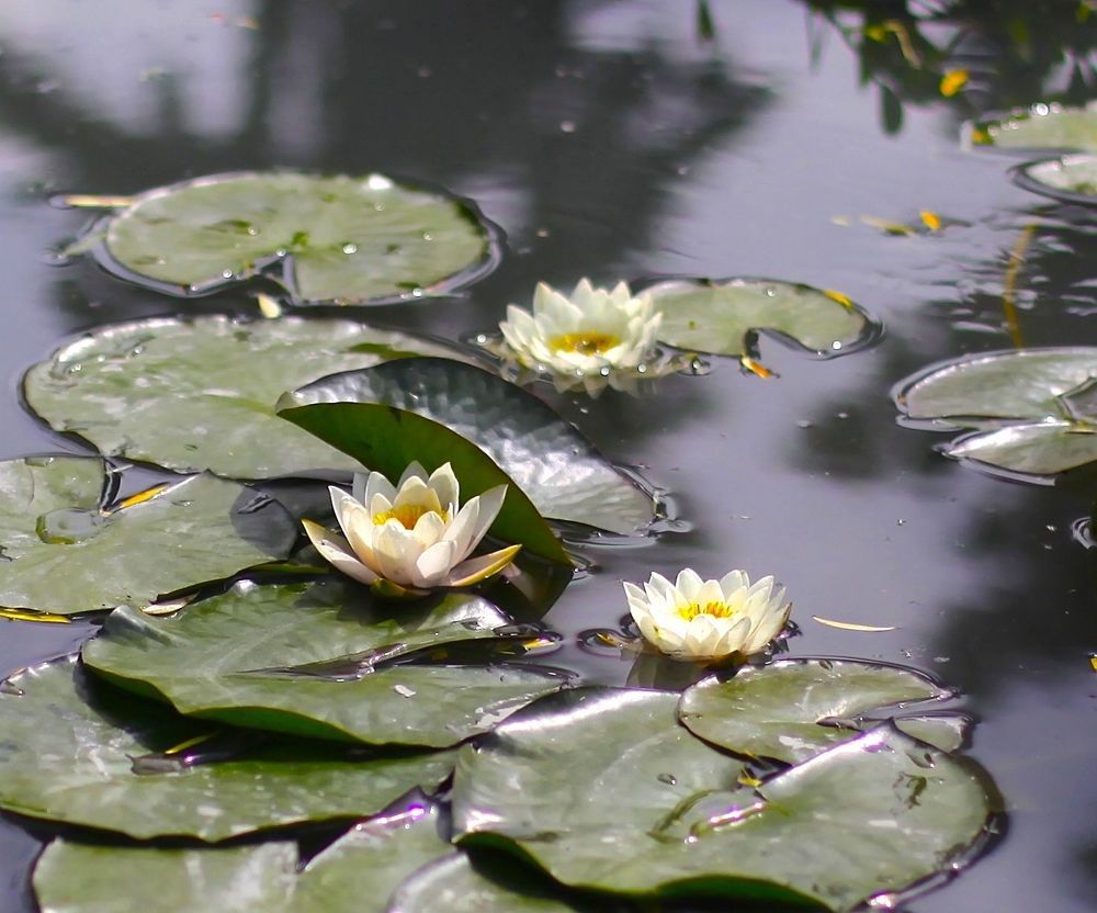 Water Lily