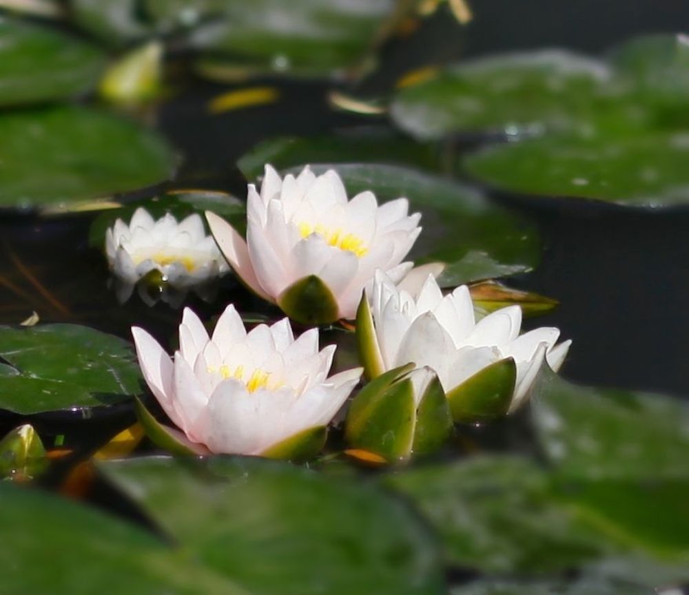 Water Lily