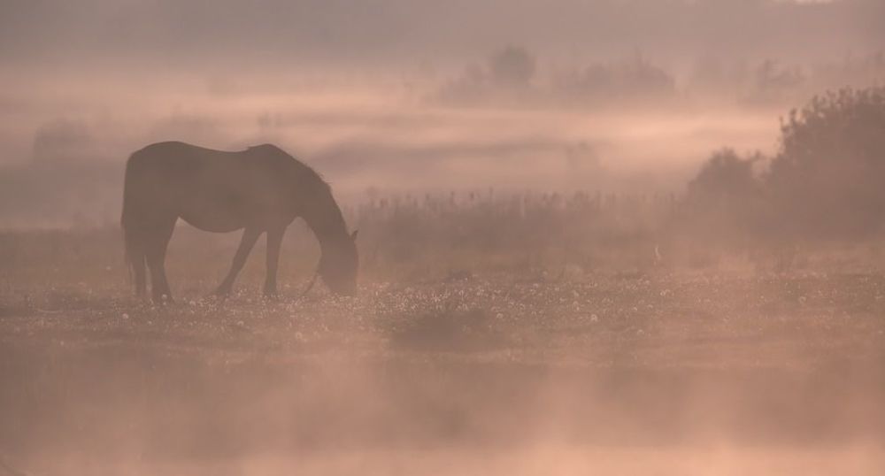Растворенные во времени