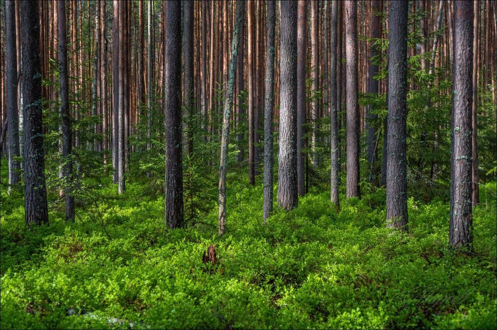 В лесу праздник