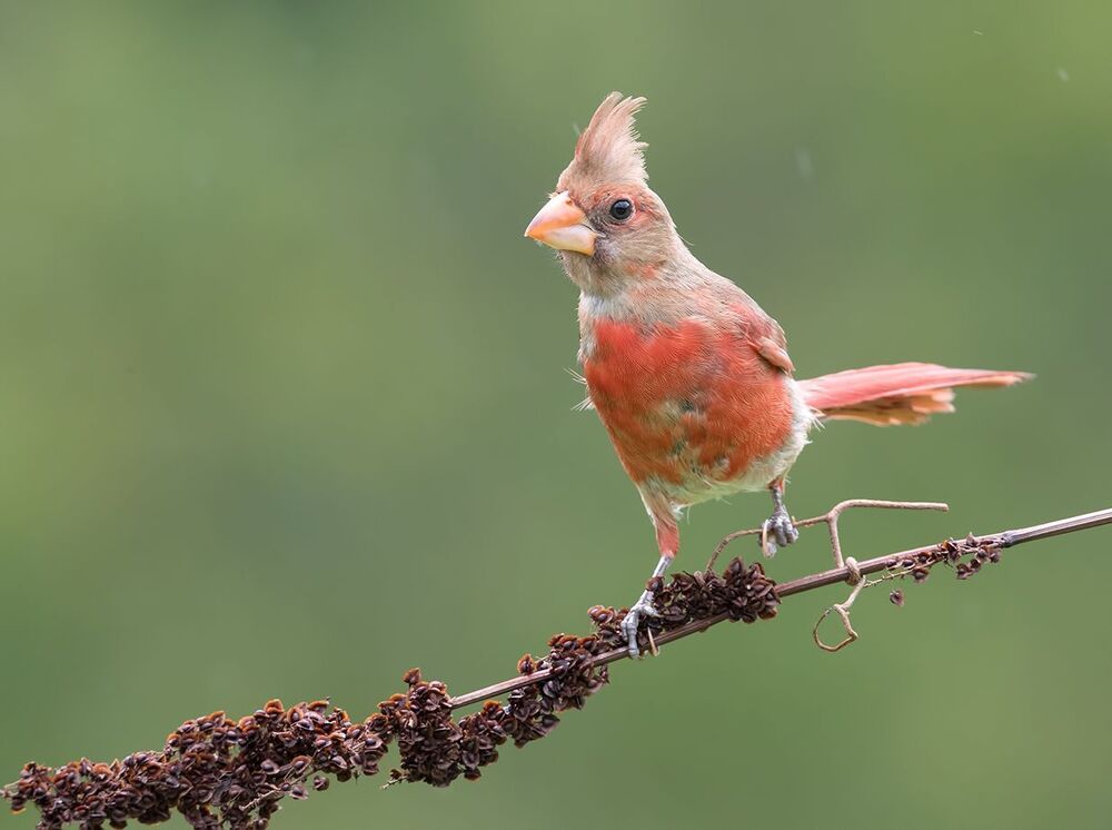 Красный кардинал - Northern Cardinal (Juvenile)