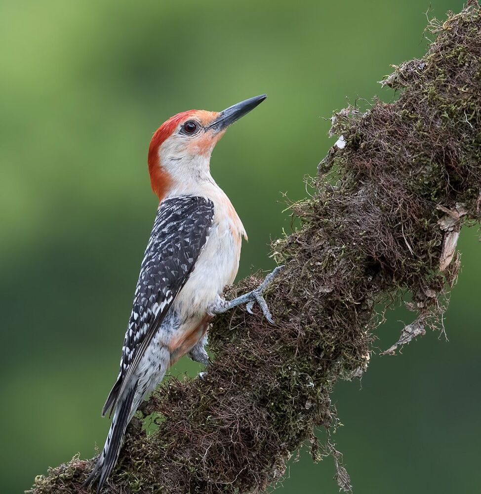 Дятлы. Каролинский меланерпес  и их молодняк. Red-bellied Woodpecker