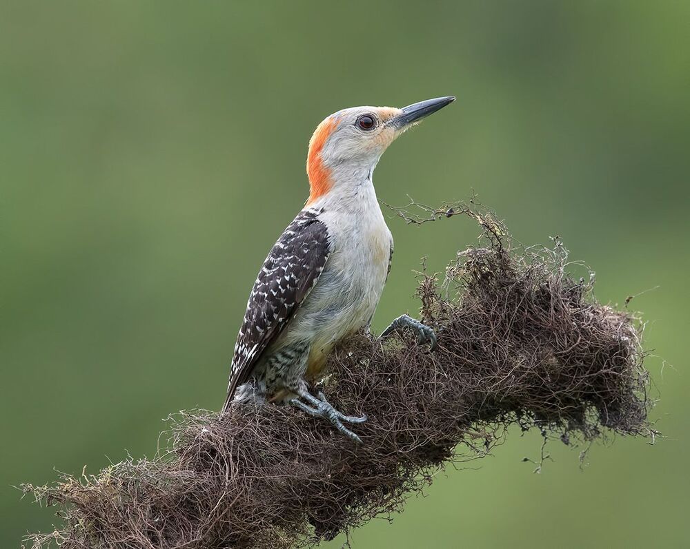 Дятлы. Каролинский меланерпес  и их молодняк. Red-bellied Woodpecker