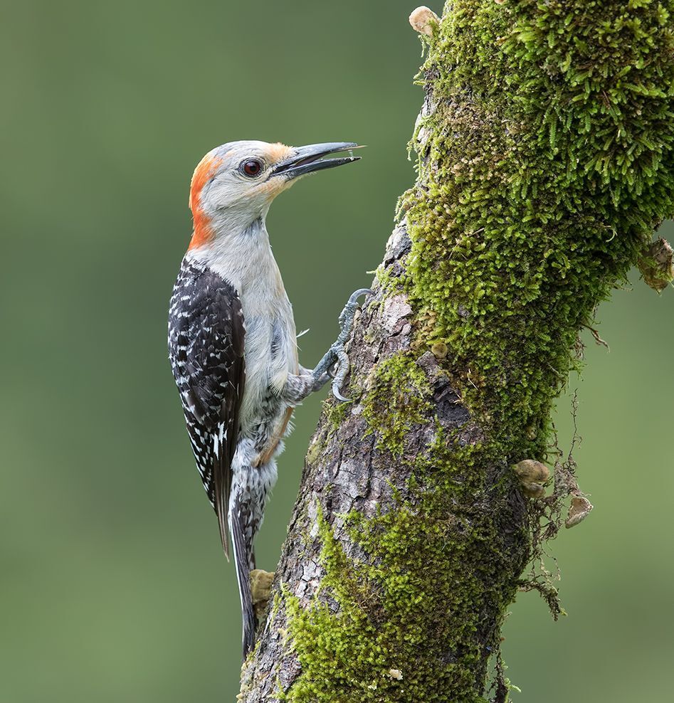 Дятлы. Каролинский меланерпес  и их молодняк. Red-bellied Woodpecker